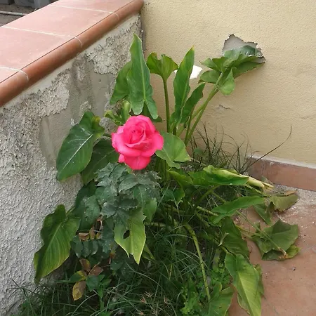 La Dolce Siesta Bed & Breakfast